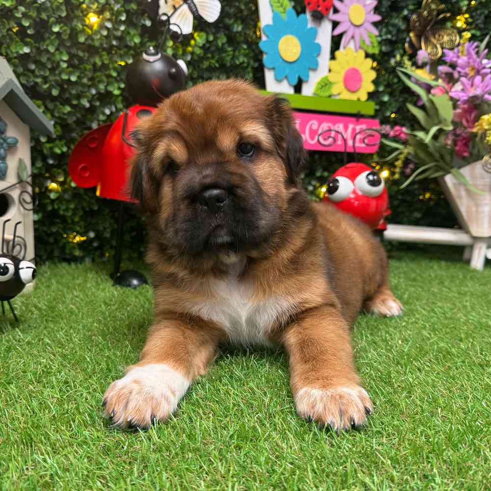 carousel pet images