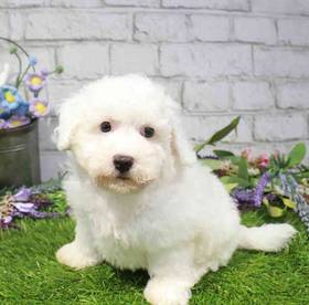 Bichon
