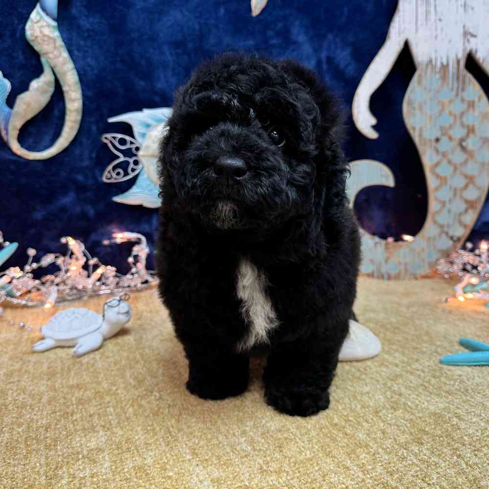 carousel pet images