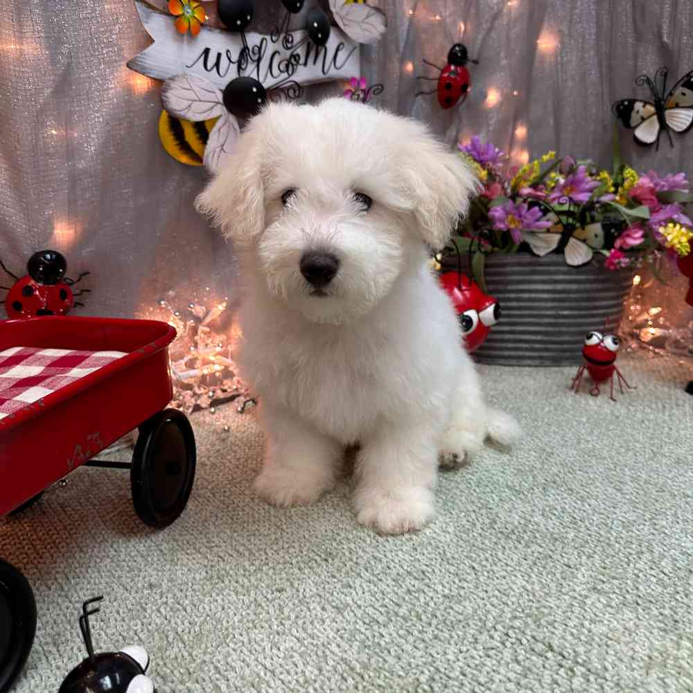 carousel pet images