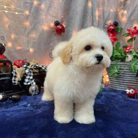 Bichon- Poo