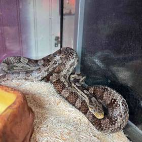 Slowinski Corn Snake