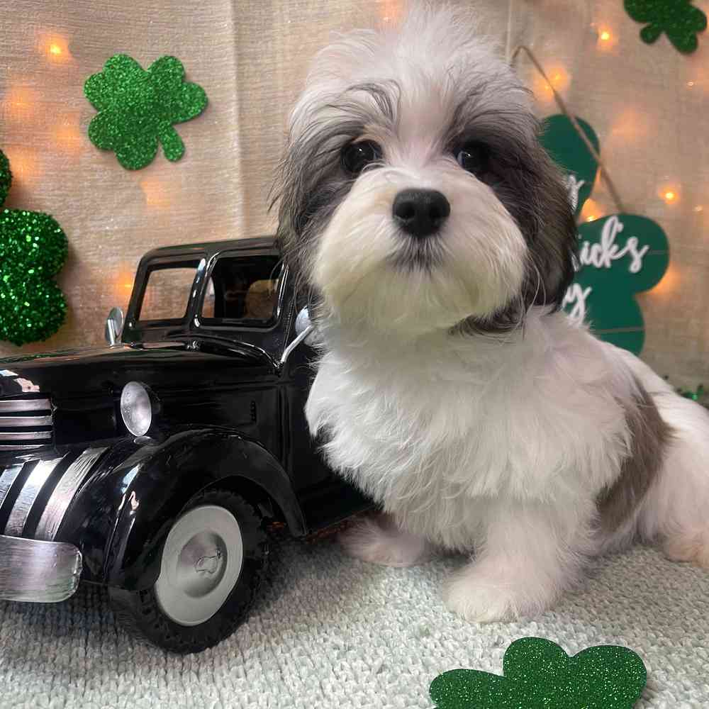 carousel pet images
