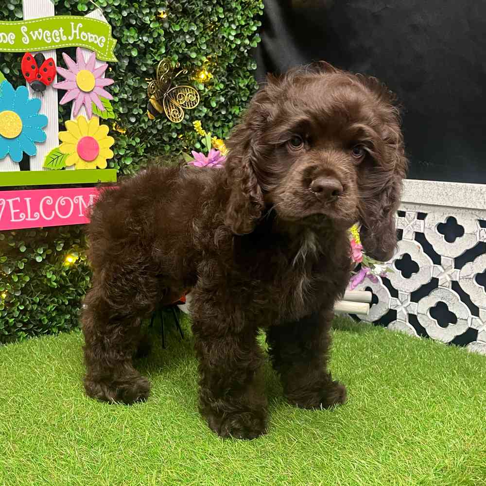 carousel pet images