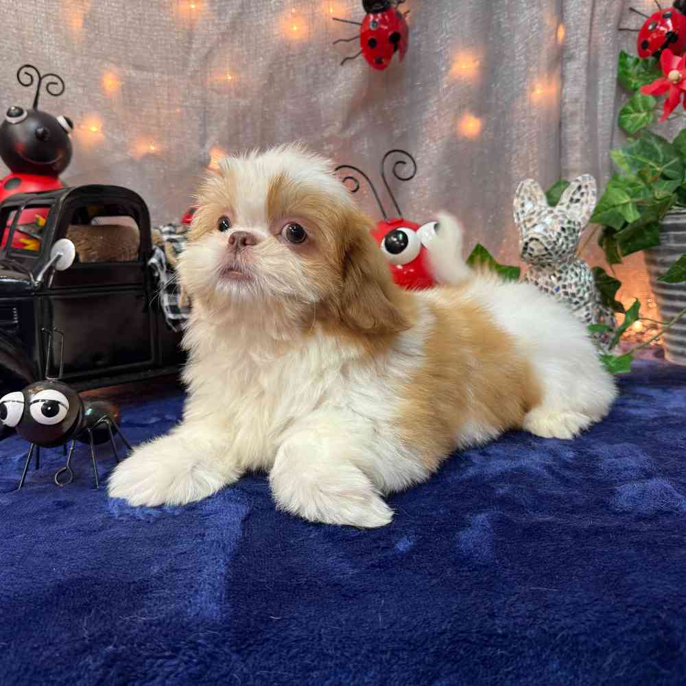 carousel pet images