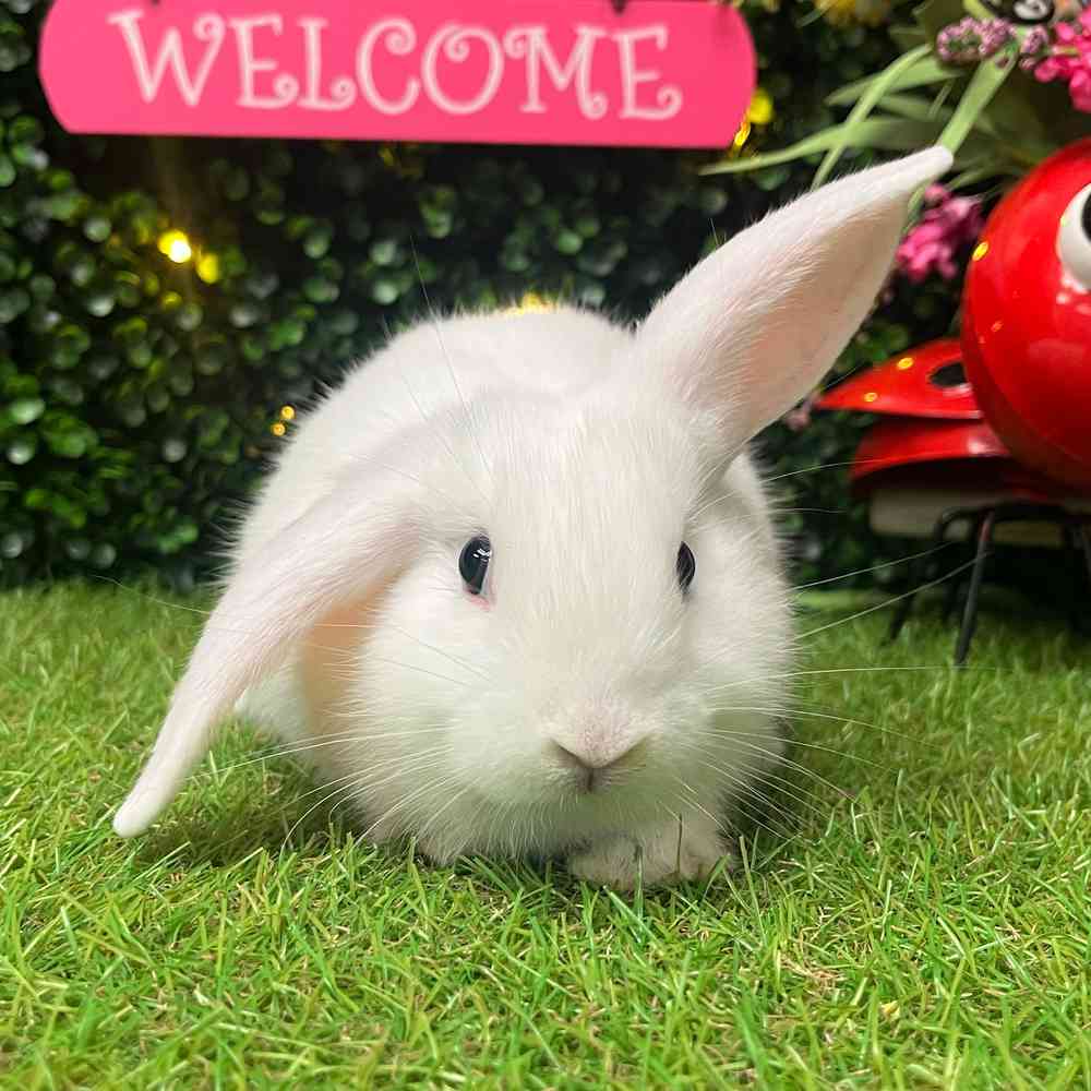 carousel pet images