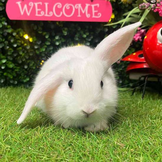 Flemish Giant Holland Lop Mix
