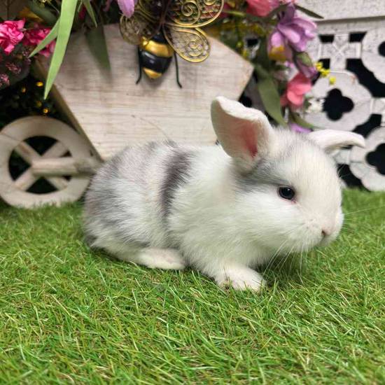 Flemish Giant Holland Lop Mix