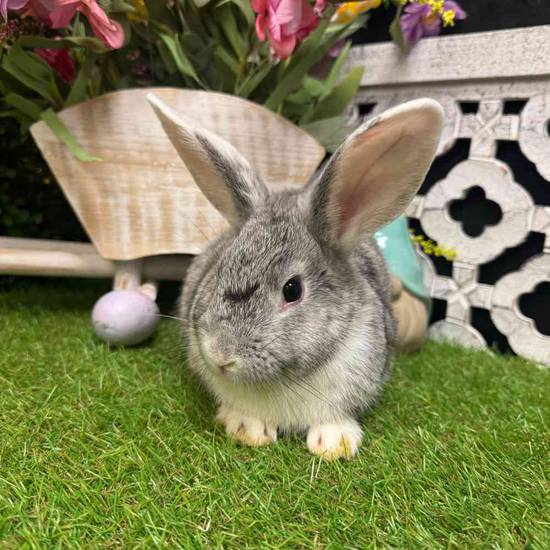 Holland Lop Mini Rex Mix