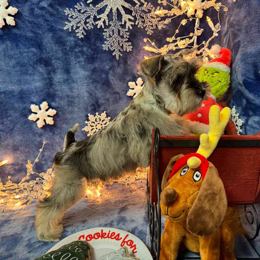 carousel pet images