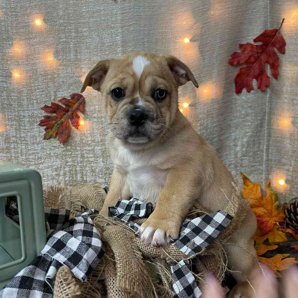 carousel pet images