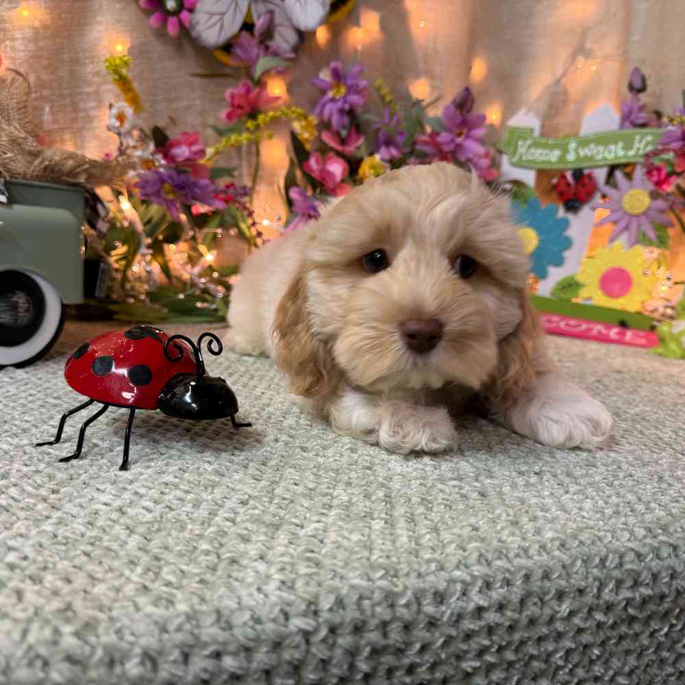 carousel pet images