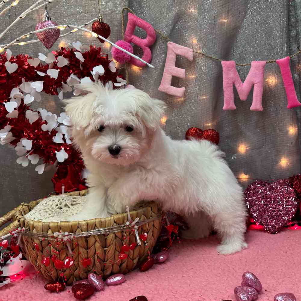 carousel pet images