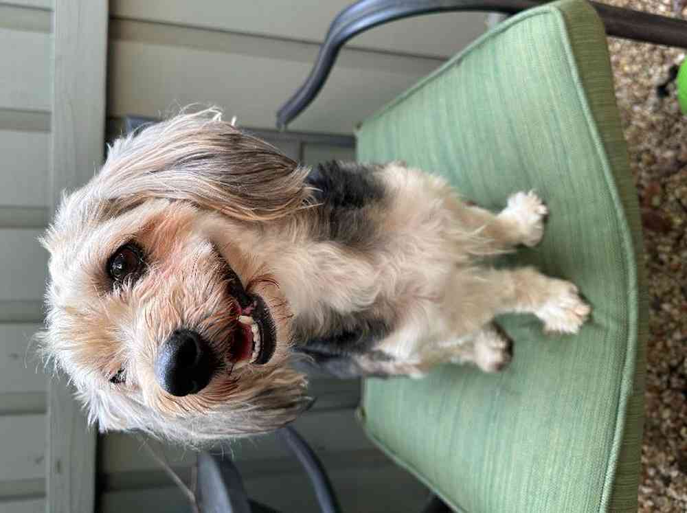 carousel pet images