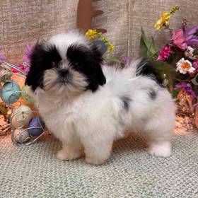 Shih Tzu
