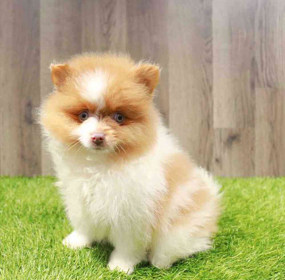 Image of a pet breed in the gallery