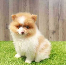 Pomeranian