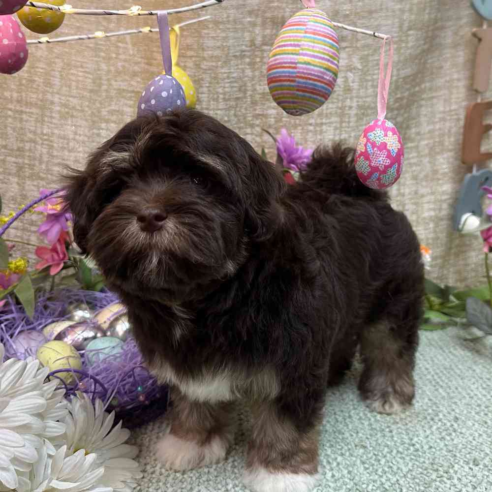 carousel pet images