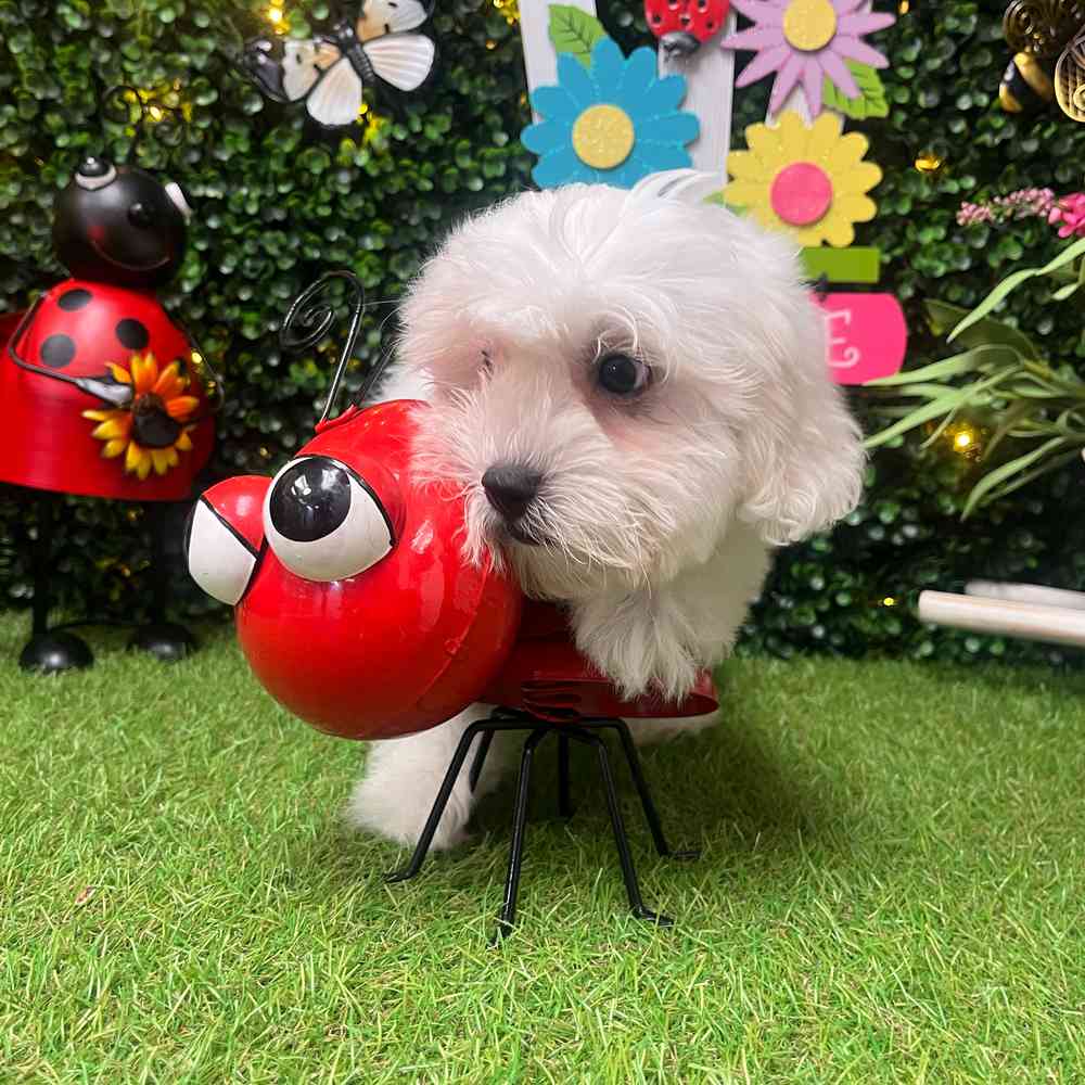 Image of a pet breed in the gallery