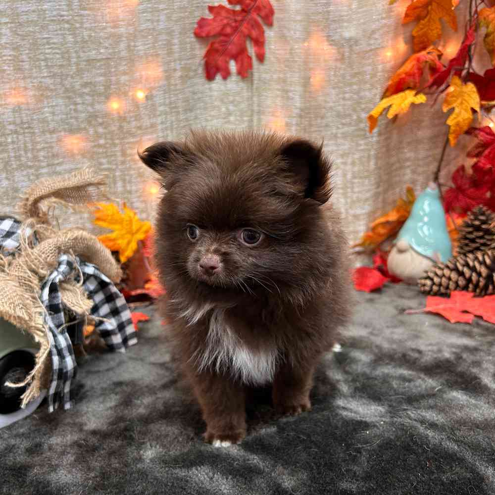 carousel pet images