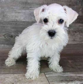 Schnoodle
