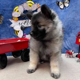 Keeshond