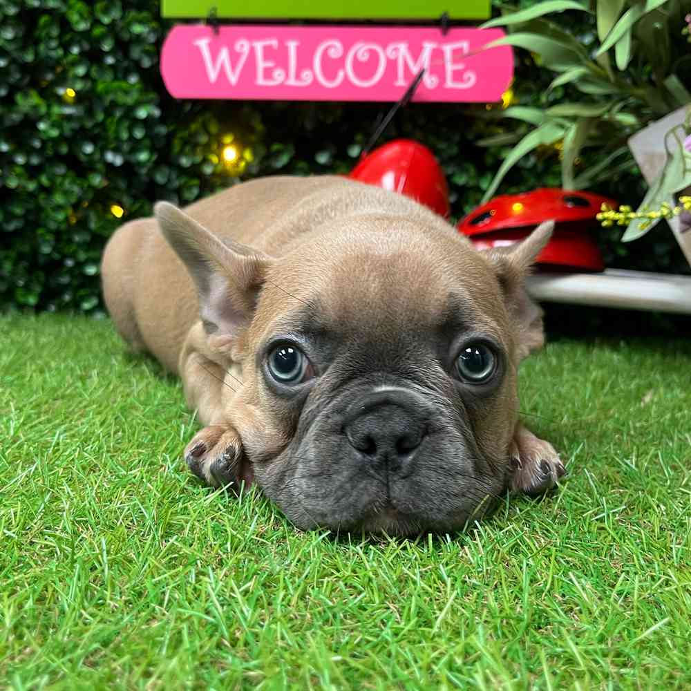 carousel pet images