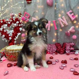 Mini Australian Shepherd
