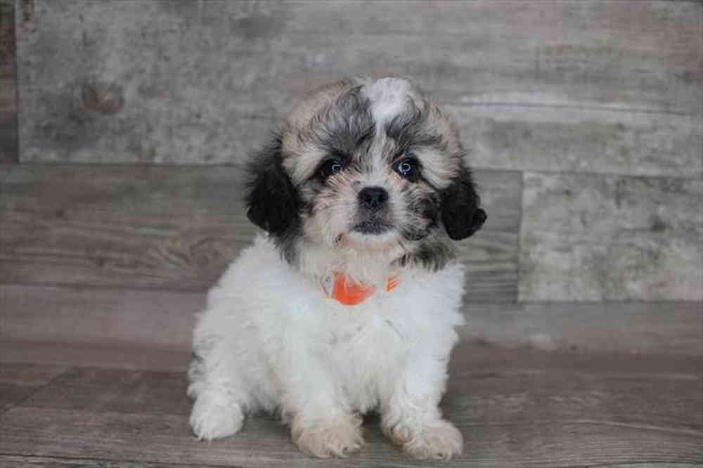 carousel pet images