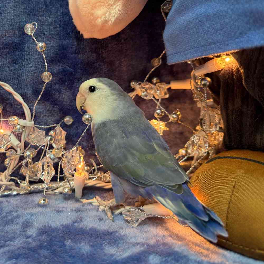 carousel pet images