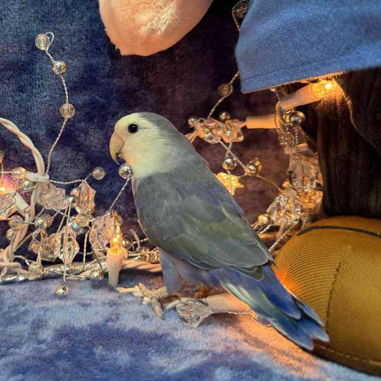 Lovebird
