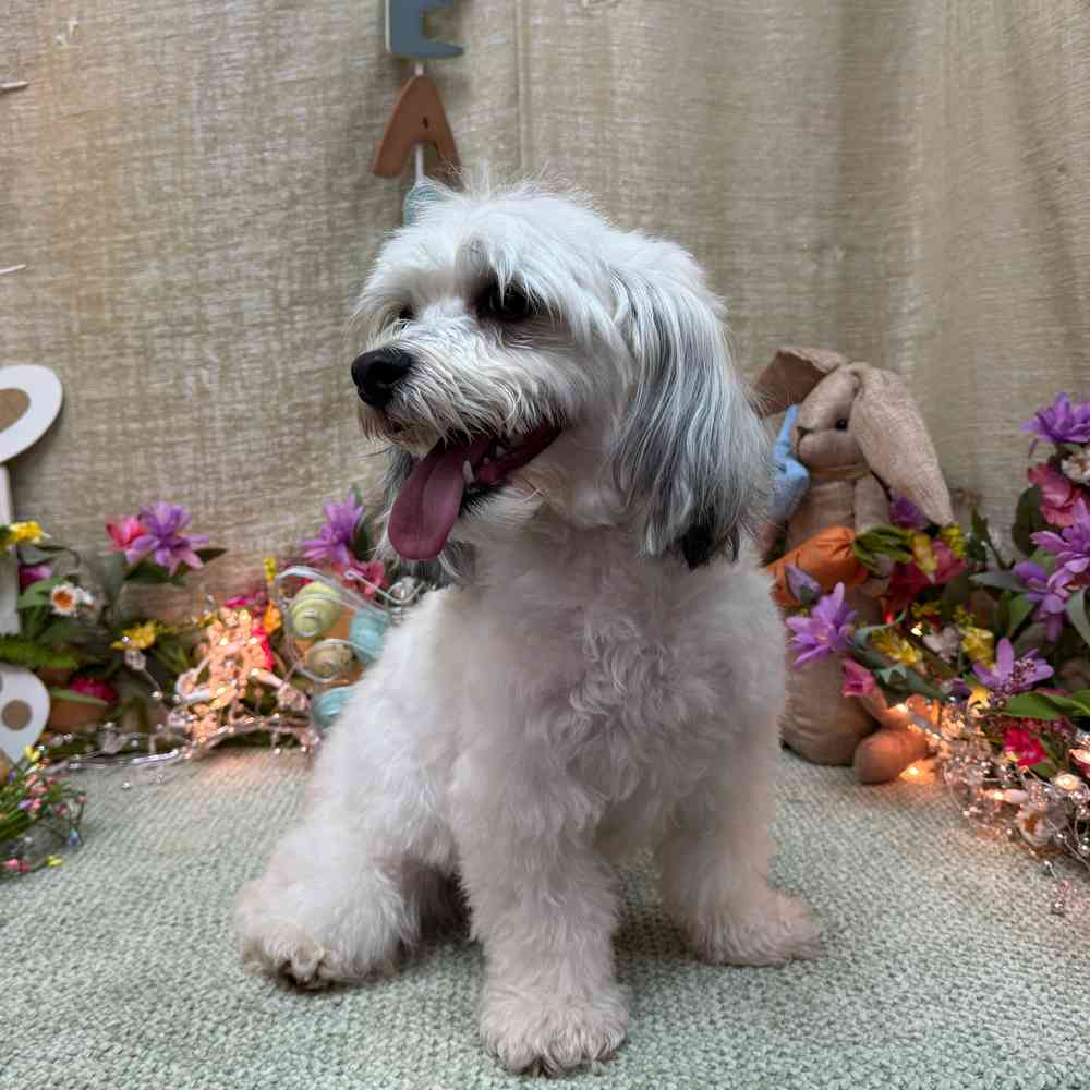carousel pet images