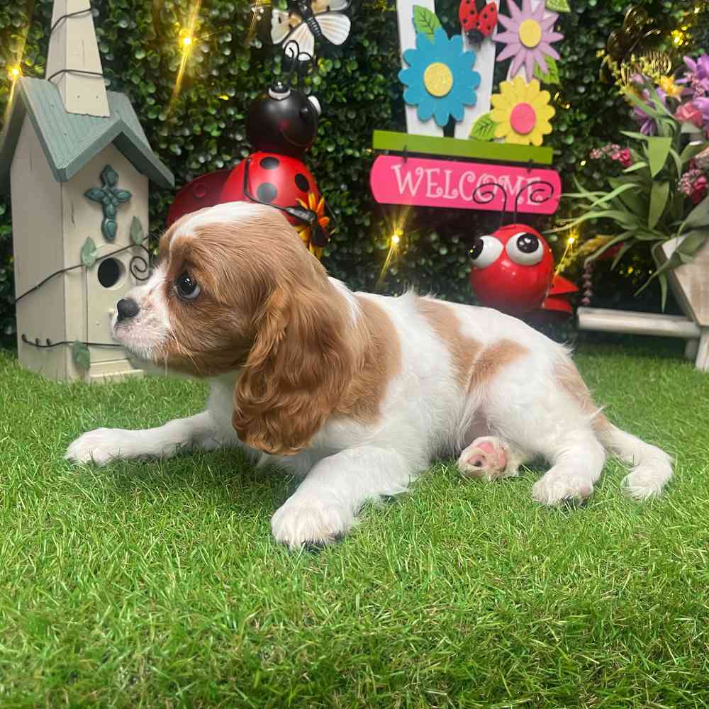 carousel pet images