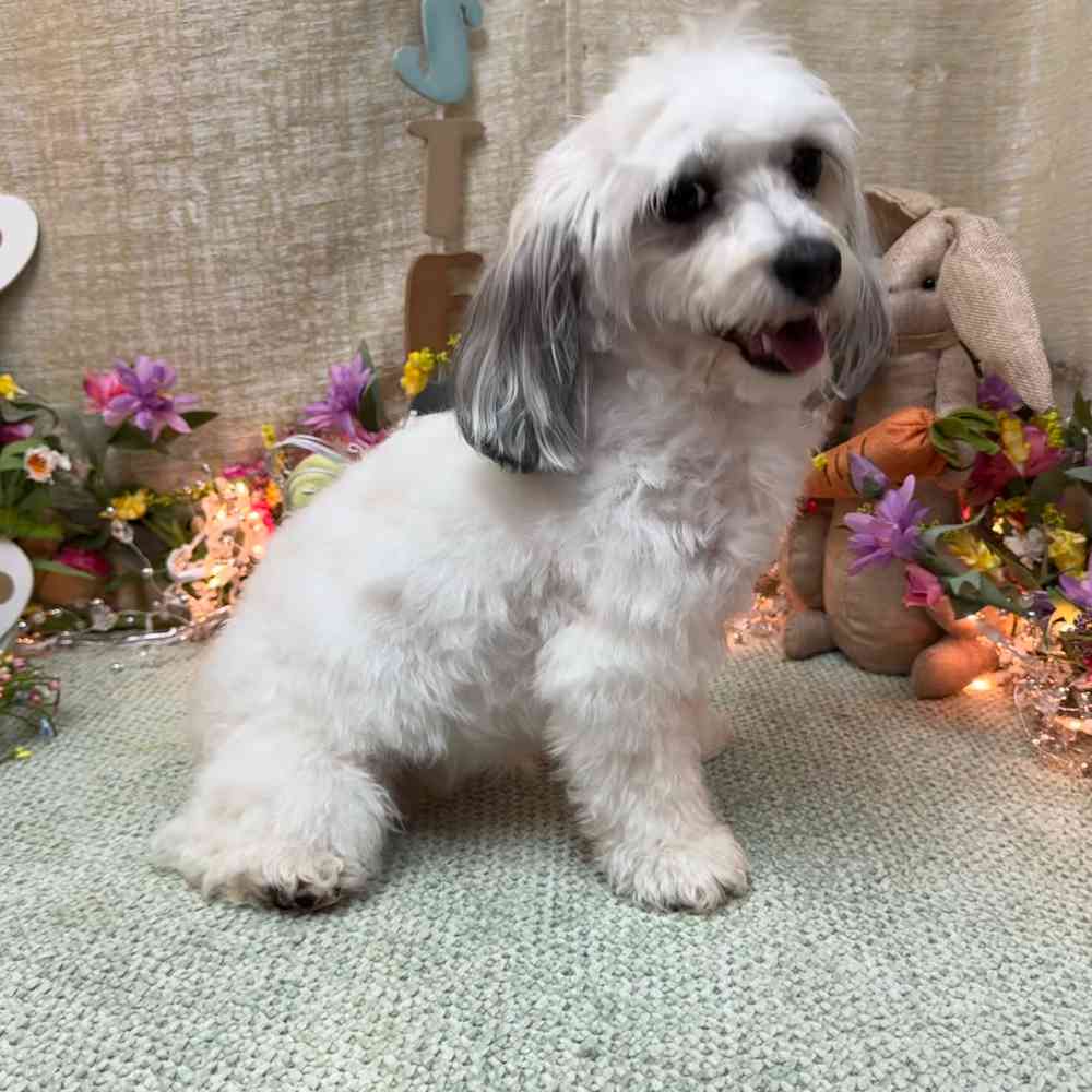 carousel pet images