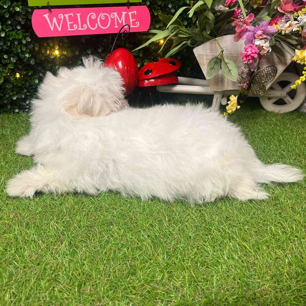 carousel pet images