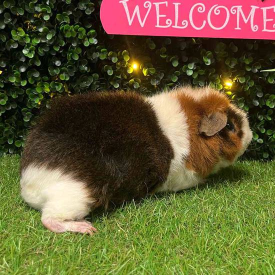 Adoption Guinea Pig