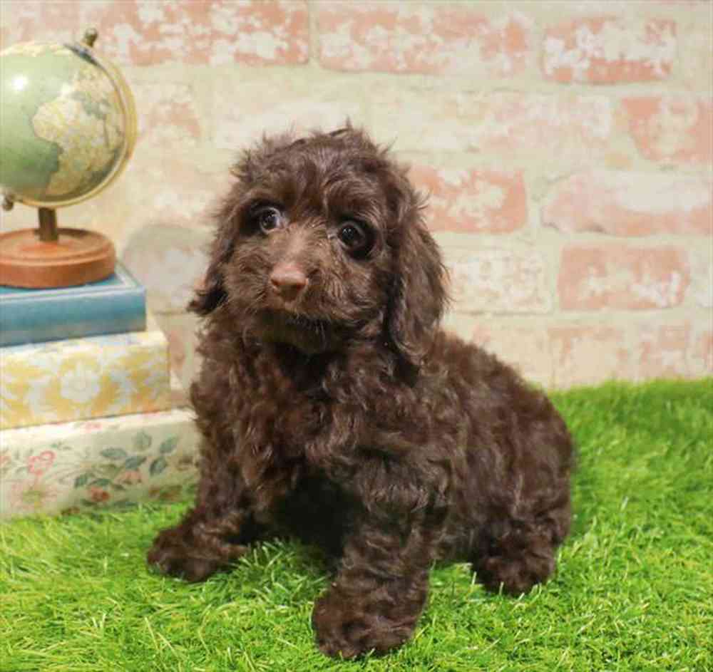 carousel pet images