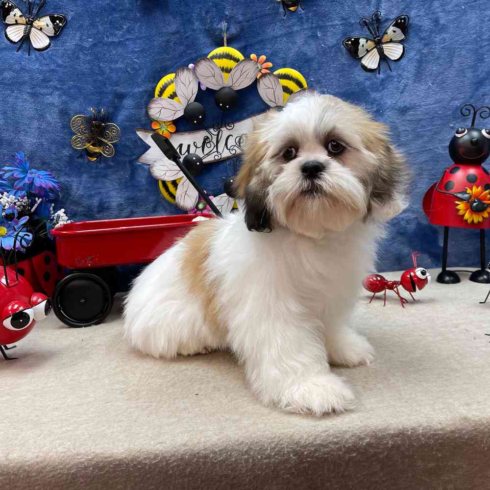 carousel pet images