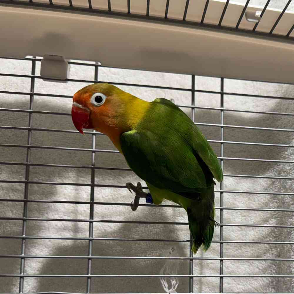 carousel pet images