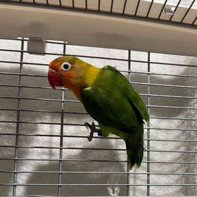 Lovebird