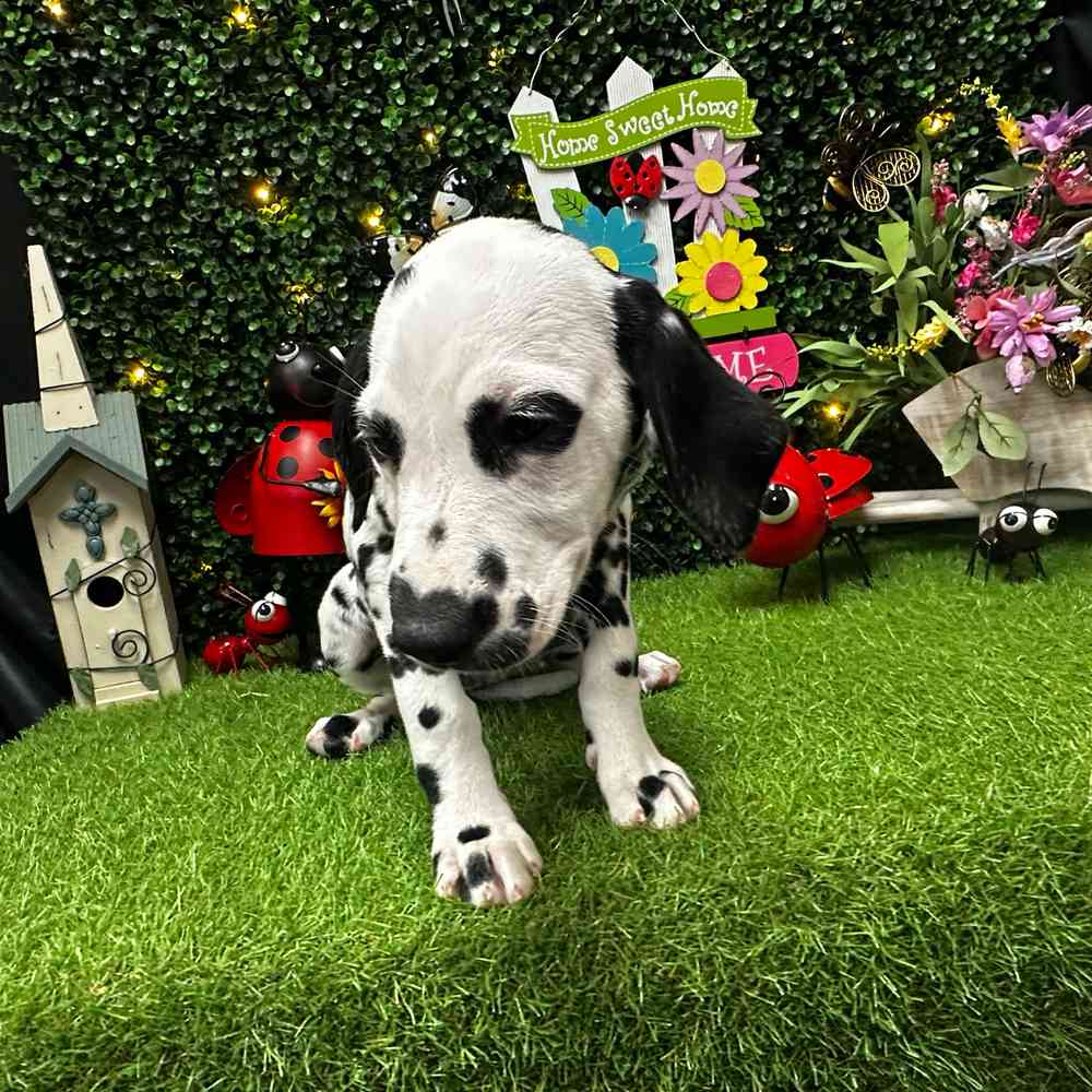 carousel pet images