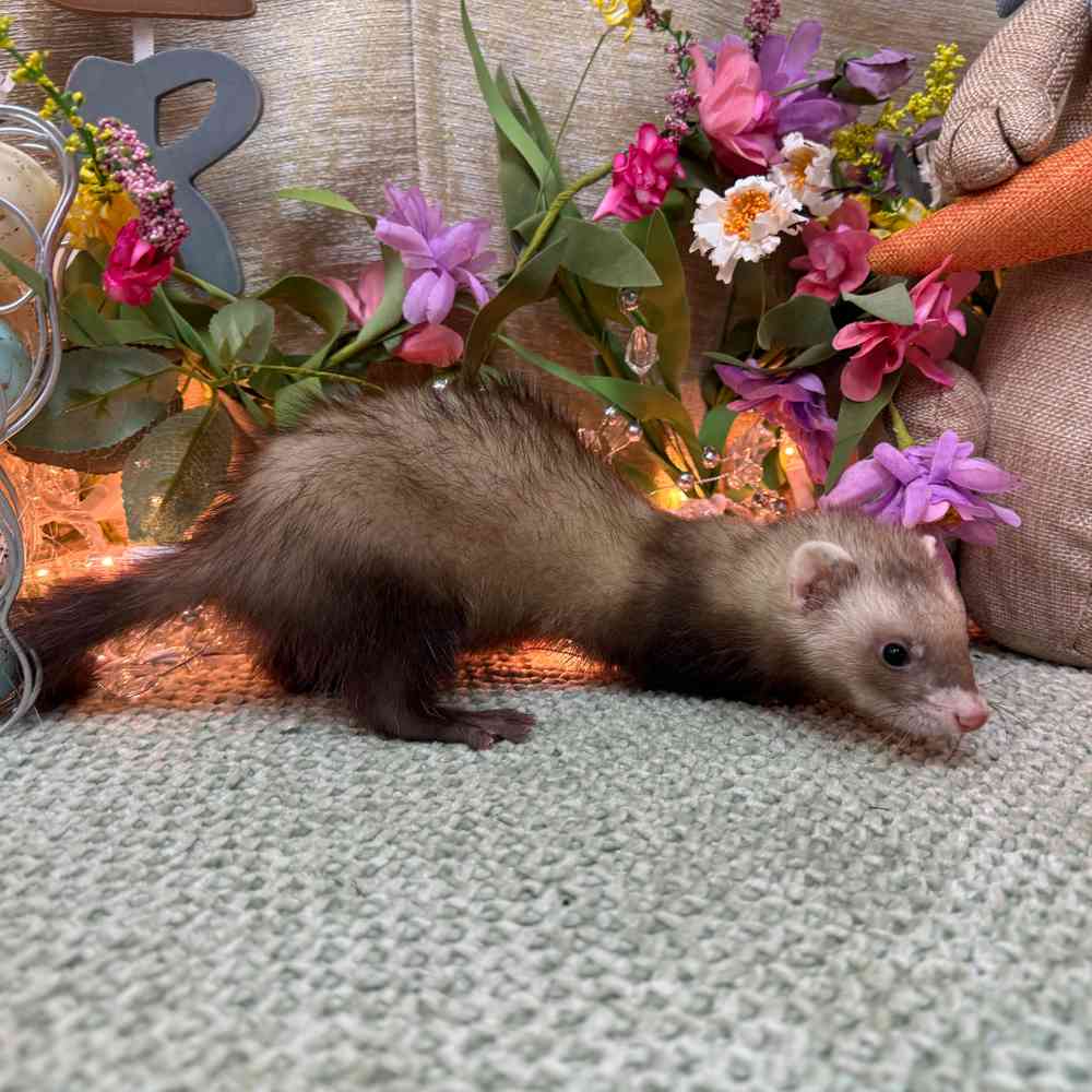 carousel pet images