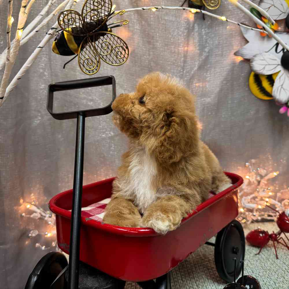 carousel pet images