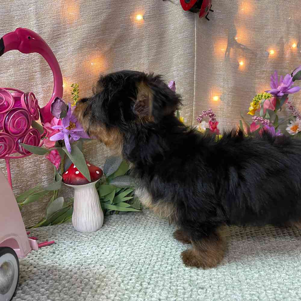 carousel pet images