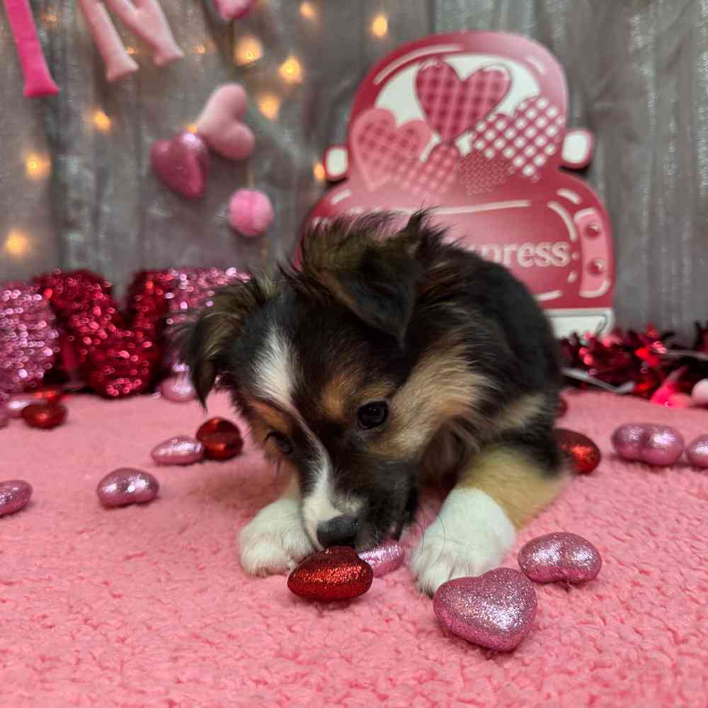 carousel pet images
