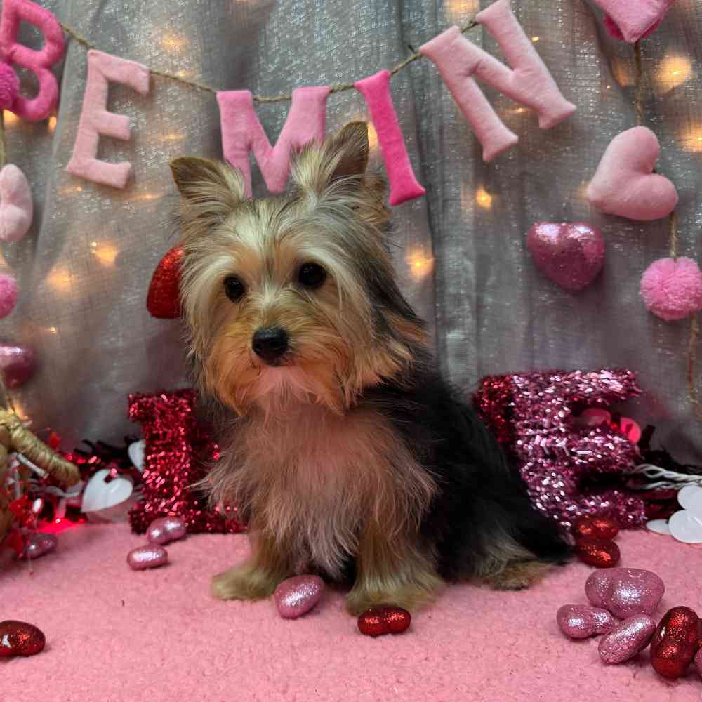 carousel pet images