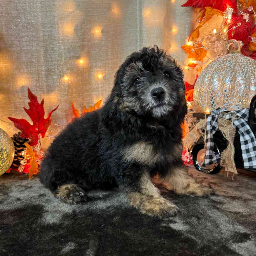 Image of a pet breed in the gallery