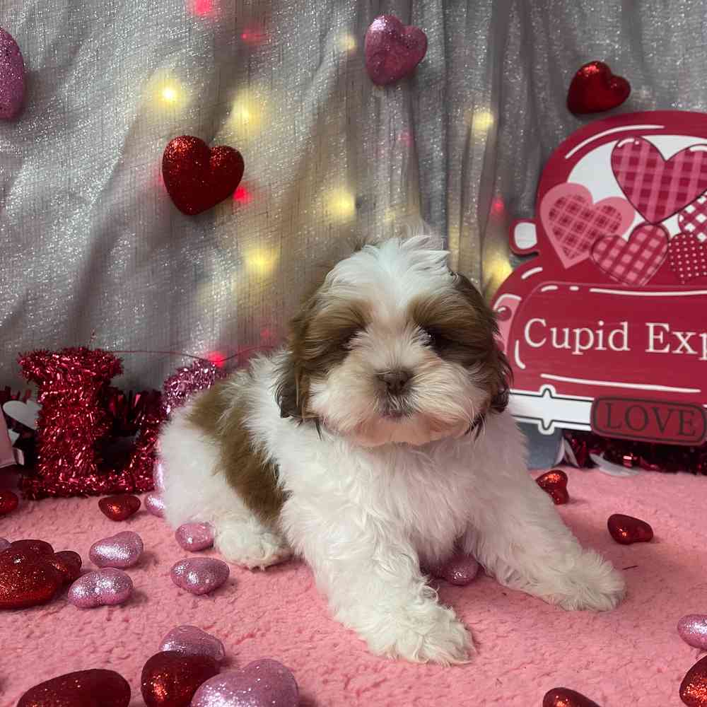 carousel pet images