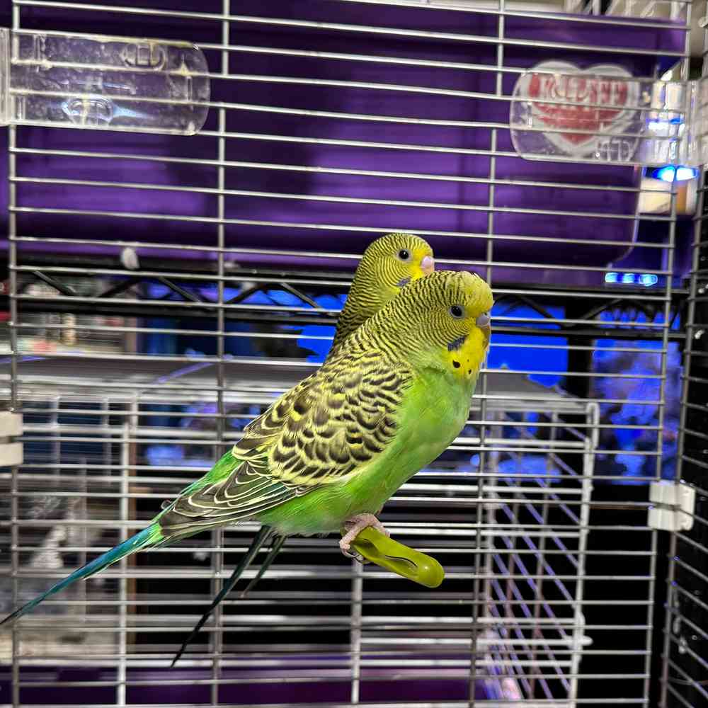 carousel pet images