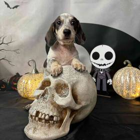 Dachshund